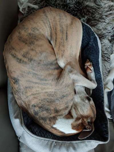 Windhunde - Treffen der besonderen Schönheiten
HERZLICH WILLKOMMEN-Beitrag-Bild