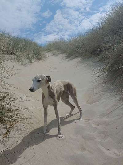 Windhunde - Treffen der besonderen Schönheiten
HERZLICH WILLKOMMEN-Beitrag-Bild