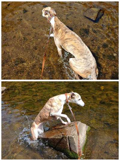 Windhunde - Treffen der besonderen Schönheiten
HERZLICH WILLKOMMEN-Beitrag-Bild