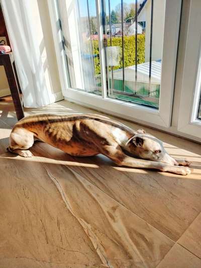 Windhunde - Treffen der besonderen Schönheiten
HERZLICH WILLKOMMEN-Beitrag-Bild