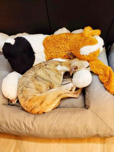 Windhunde - Treffen der besonderen Schönheiten
HERZLICH WILLKOMMEN-Beitrag-Bild