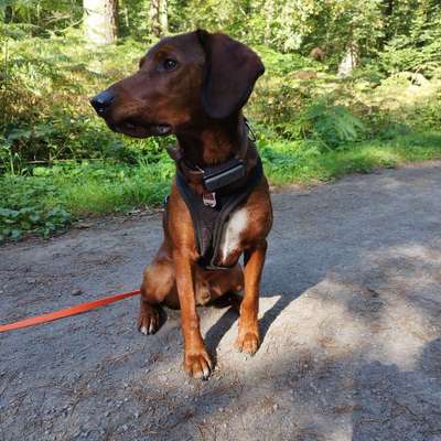 Hundetreffen-Trainingsspaziergang/Hundebegegnungen-Bild