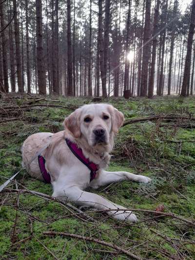 Wo sind die Golden Retriever Liebhaber?-Beitrag-Bild