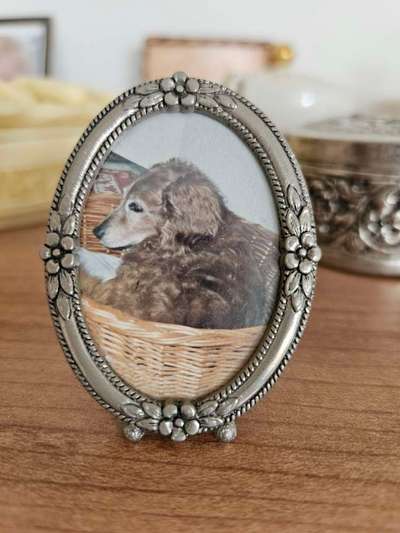 Unsere Fellnasen im Regenbogenland-Beitrag-Bild