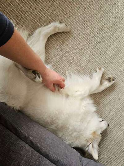 Hündin drückt Pfote gegen Arm beim Kraulen/Streicheln-Beitrag-Bild