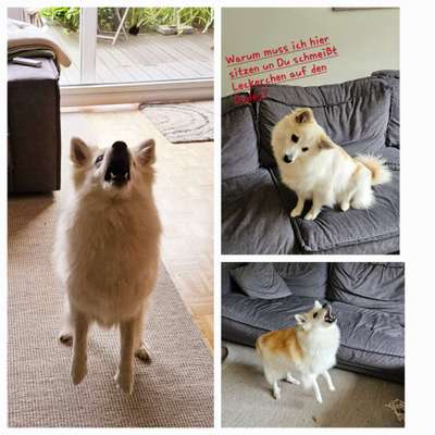 74. Trick-Übung "Leckerli schnappen"-Beitrag-Bild