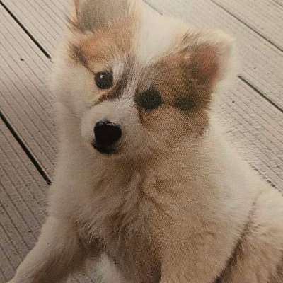 Namensvorschläge für Rüden und Hündinnen gesucht-Beitrag-Bild