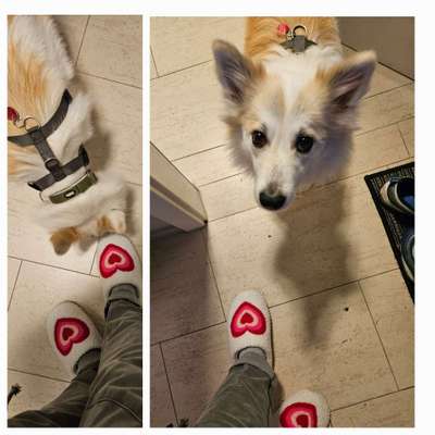 Hundehalter Stereotypen-Beitrag-Bild