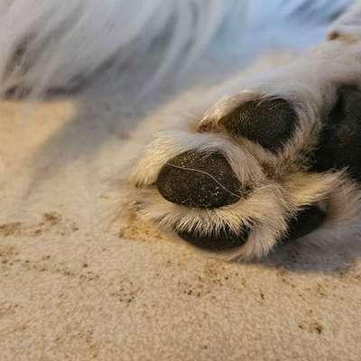 Hundepfotenfrisur-Beitrag-Bild