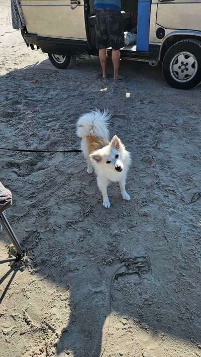 Hundetreffen-Pöbelmaus sucht Socialwalk-Bild