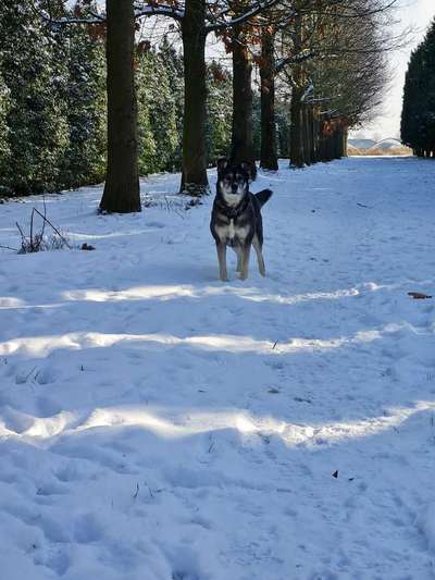 Fotochallenge 61 ~ Schnee-Beitrag-Bild