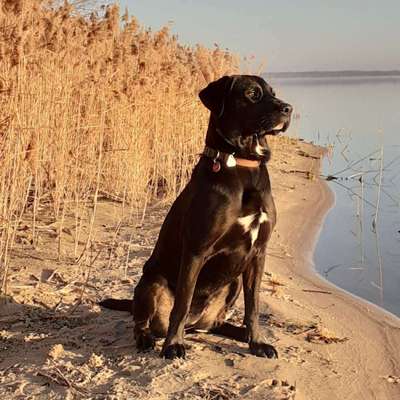 Hundetreffen-Deisterrunden-Profilbild