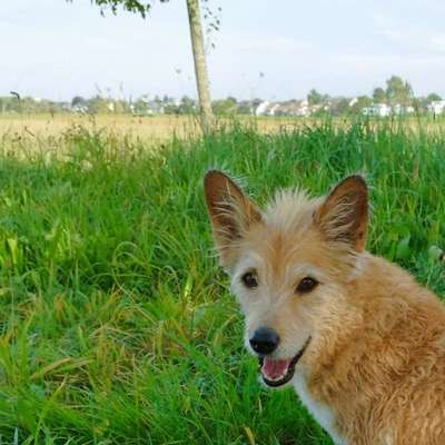 Andenken nach dem Verlust des Seelenhundes-Beitrag-Bild