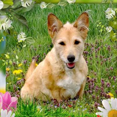 Carmen mit Pauline im ❤️ 🐾🐾's Profilbild