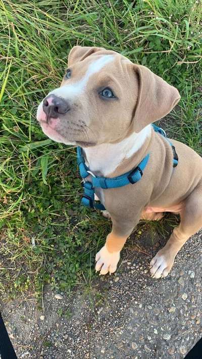 Welpen Bilder !-Beitrag-Bild