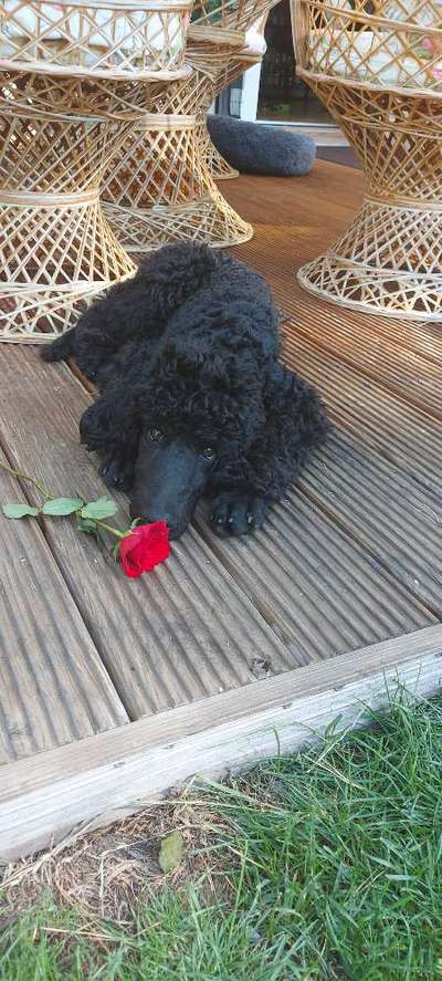 Dogorama Photo Challenge - schönster Gassiausblick-Beitrag-Bild