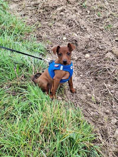 Hundetreffen-Gassi-/Spielerunden und Welpentreffen-Bild