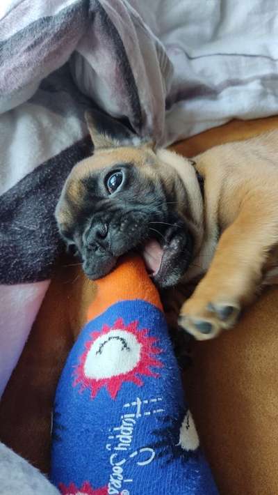 Welpen Bilder !-Beitrag-Bild