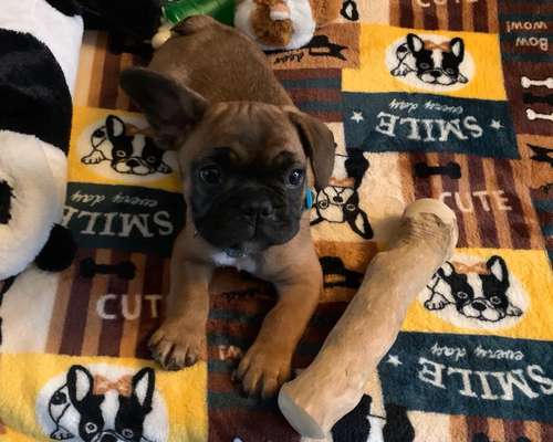 Französische Bulldoggen-Beitrag-Bild