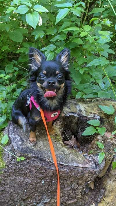 Die Dogorama Monats Challenge "Es grünt und blüht"-Beitrag-Bild