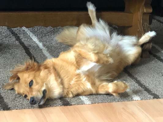 Dogorama Photo Challenge - Hündchen streckt dich-Beitrag-Bild