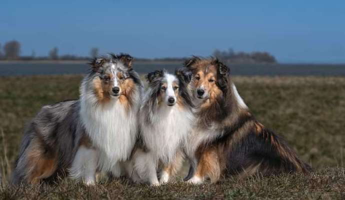 Shelties-Beitrag-Bild