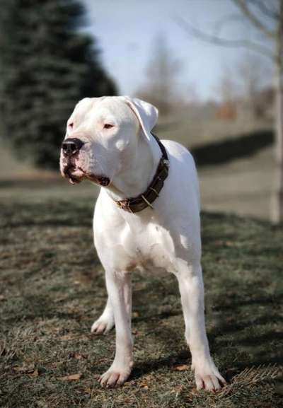 Dogo Argentino Freunde-Beitrag-Bild