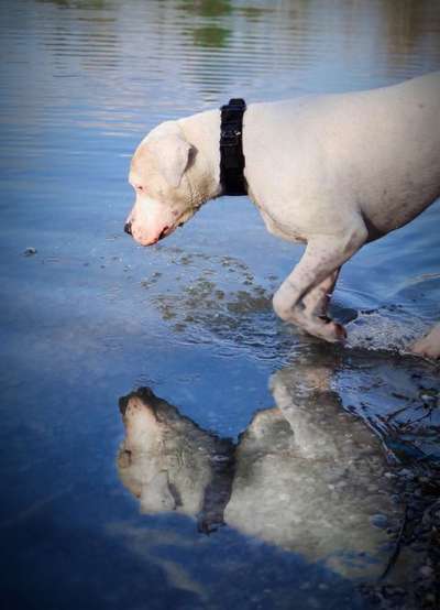 Dogorama-Monats-Challenge-Mai "Wasser"-Beitrag-Bild