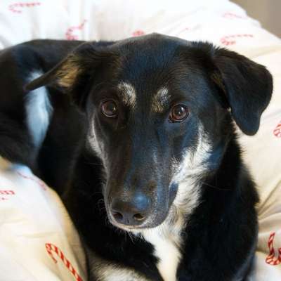 Hundetreffen-Hundefreunde 🐕🐾-Bild