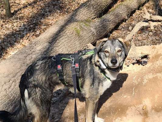 Mischlinge raten - Rätselspaß-Beitrag-Bild