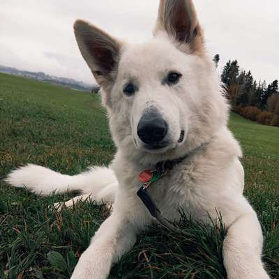 Hundetreffen-Zusammen Gassi gehen und spielen-Bild