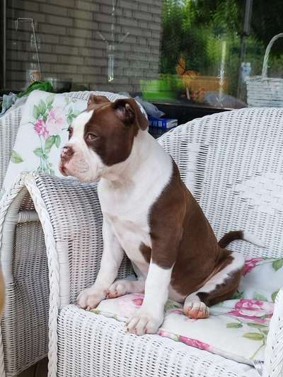 Welpen Bilder !-Beitrag-Bild