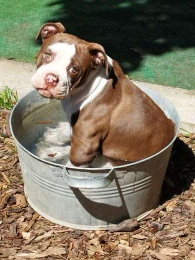 Olde English Bulldogge-Beitrag-Bild