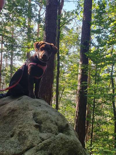 Foto -Challenge  Thema : Dein Hund Im Wald-Beitrag-Bild