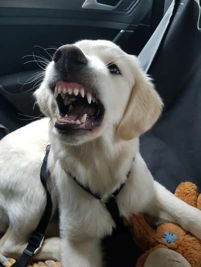 Zeige das lustigste Bild eures Hundis-Beitrag-Bild