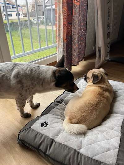 TierschutzhundeStammtisch🐕-Beitrag-Bild