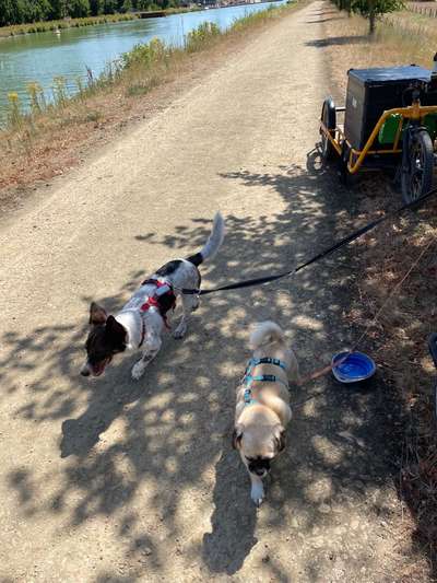 Podenco/Mischlinge hier? :-)-Beitrag-Bild