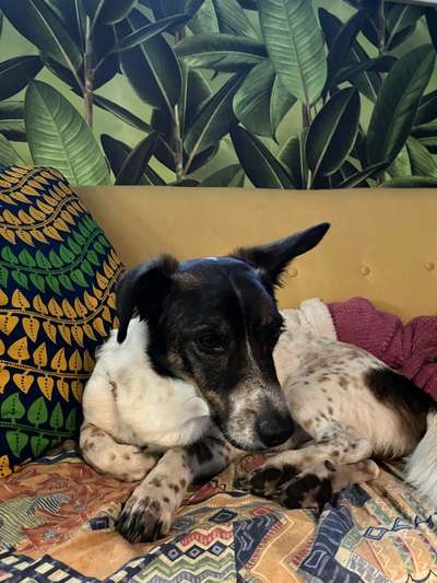 Ratonero Bodeguero Andaluz-Beitrag-Bild