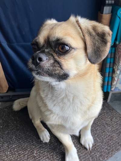 grumpy dog 😅-Beitrag-Bild