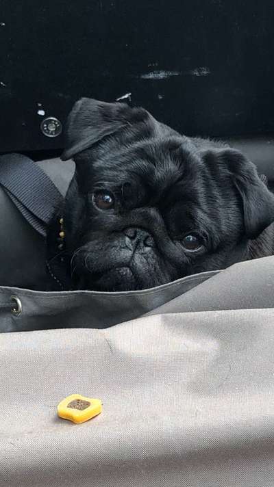 Unsere Fellnasen im Regenbogenland-Beitrag-Bild