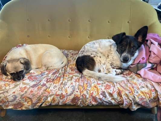 Auslandstierschutz-Beitrag-Bild