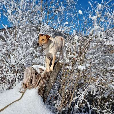 Hundetreffen-♡♡♡SOZIAL WALK♡♡♡-Bild