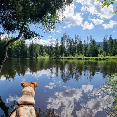 Hundetreffen-Schwimmen mit Hund-Bild