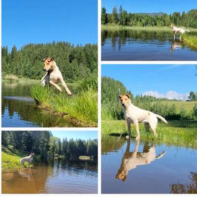 Hundetreffen-junghunde  training , hundekommunikation, gemeinschaft-Bild