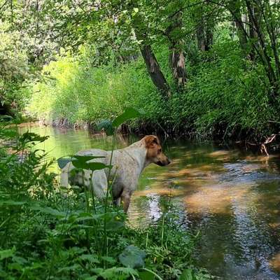 Hundetreffen-SCHWIMMEN 🐾🌞UND PLANSCHEN MIT HUND🐾💝🌞🍀-Bild