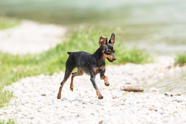 Dogorama-Monats-Challenge-Mai "Wasser"-Beitrag-Bild