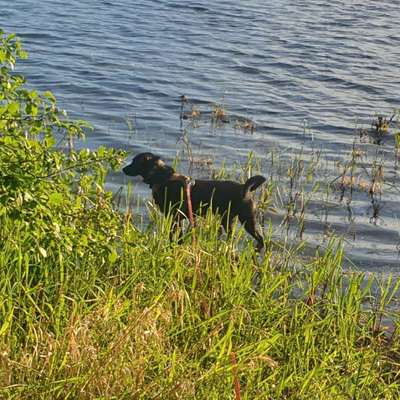 Hundetreffen-Gassi gehen / Wandern-Bild