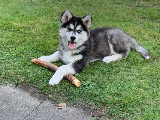 Husky-Beitrag-Bild