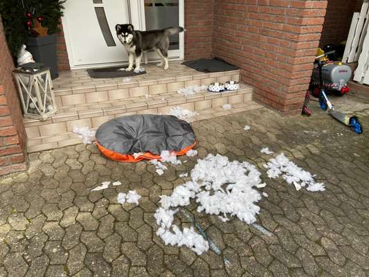 Zeig mir, dass du mit einem hund zusammenlebst....-Beitrag-Bild