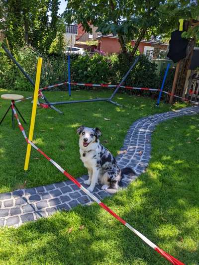 Zeigt her Eure Futternäpfe-Beitrag-Bild